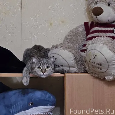 ПРОПАЛА КОШКА ‼️ РАЙОН АРТЁМ П...