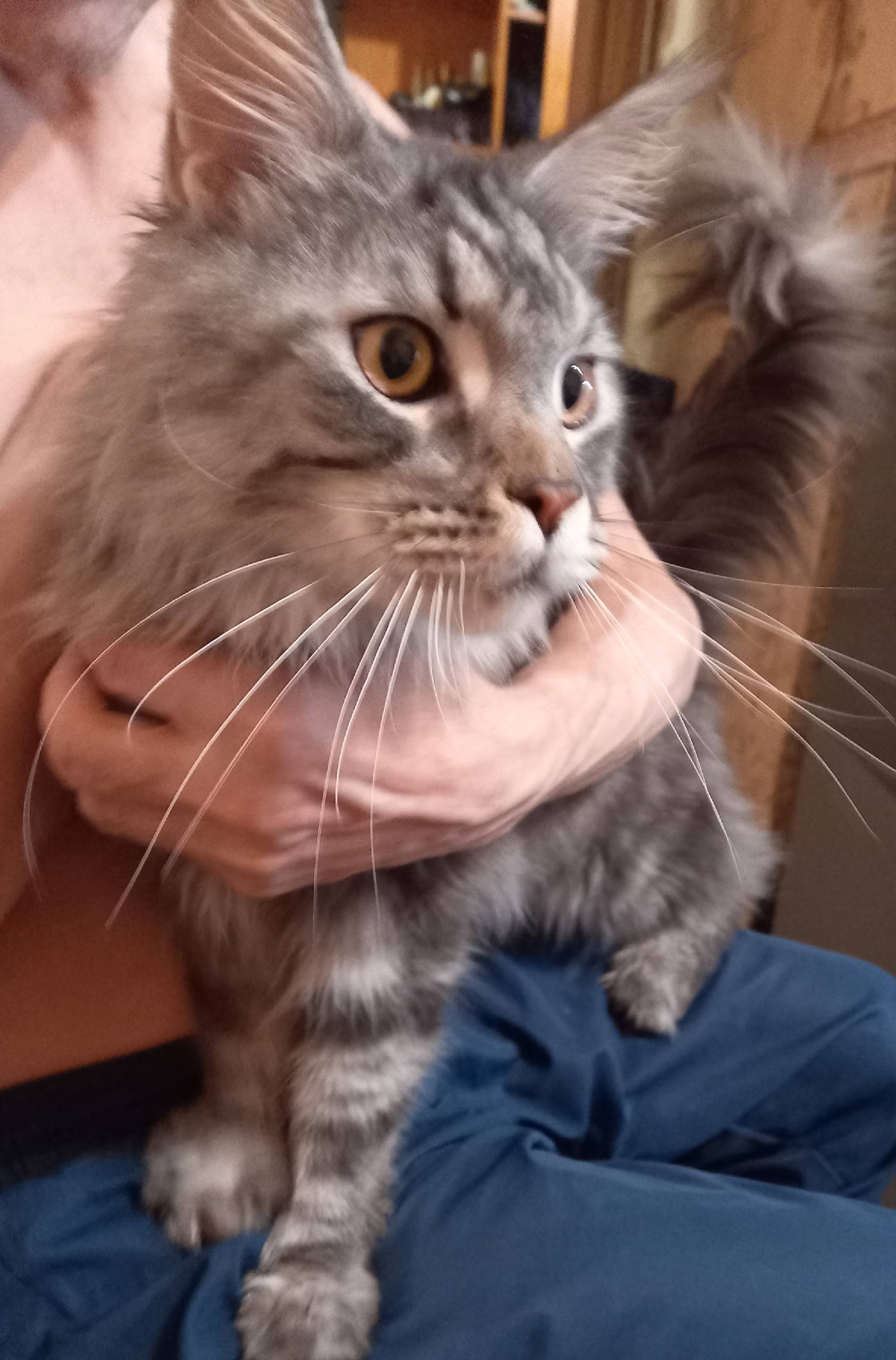 Найдена кошка в подъезде похож...