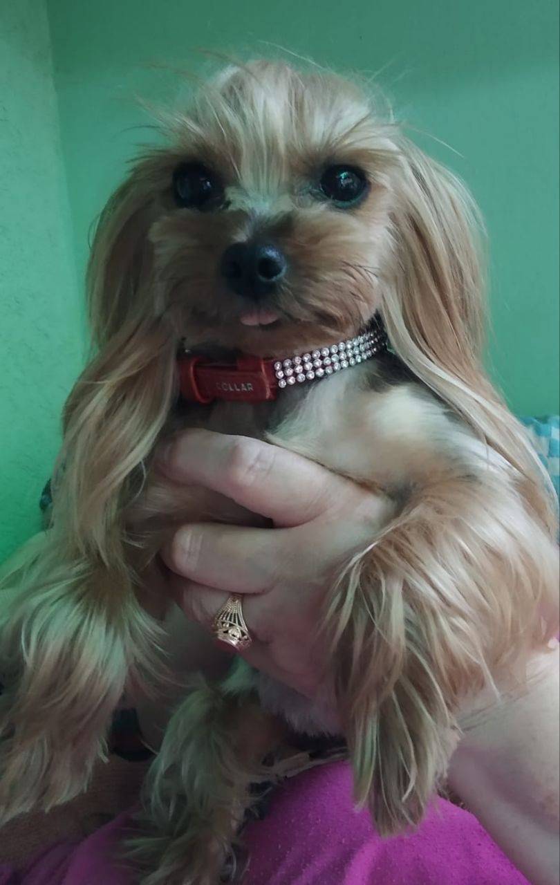 Пропала часа 2-3 назад собака....