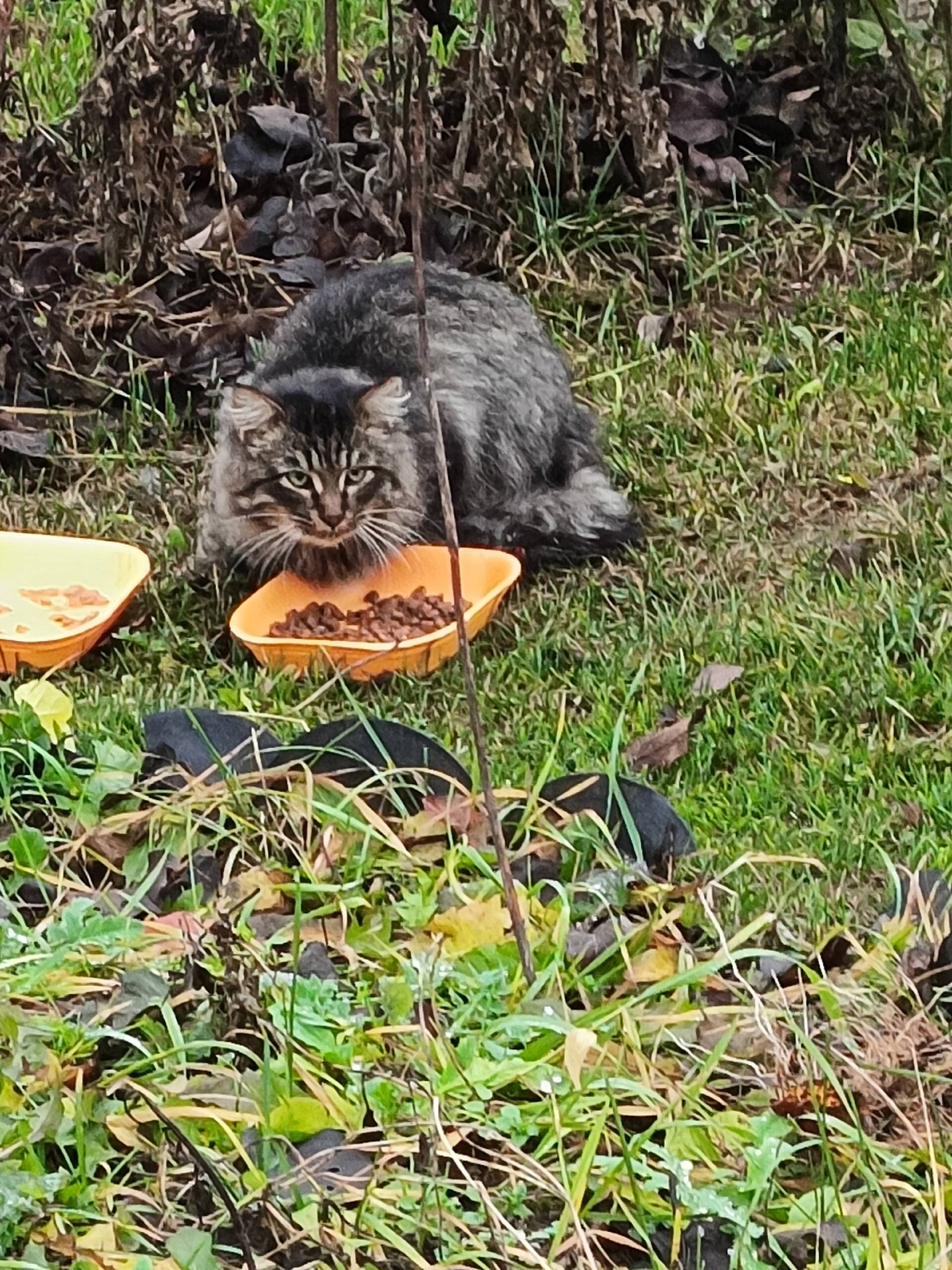 СНТ" Гавриловка"!!! Очередные ...