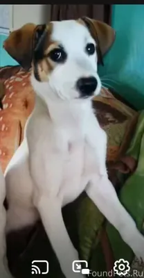 Потерялся у бижал пес от зивае...