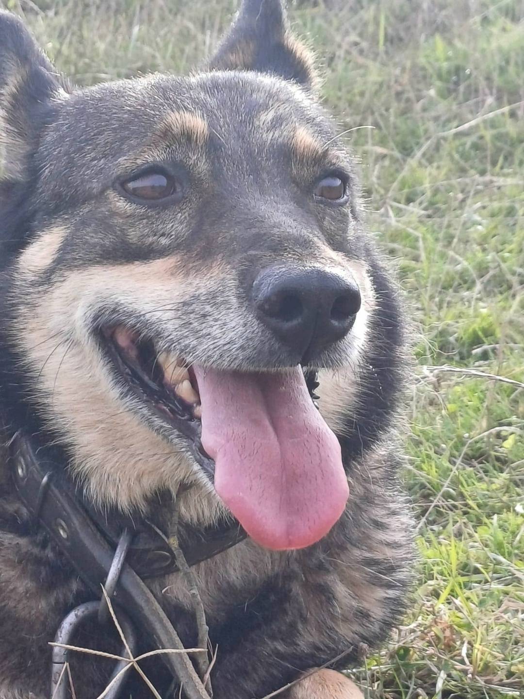 ПРОПАЛА СОБАКА! Кличка: Рита П...