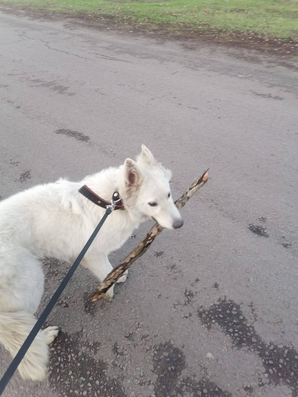 Пропала собака . Зовут Алька. ...