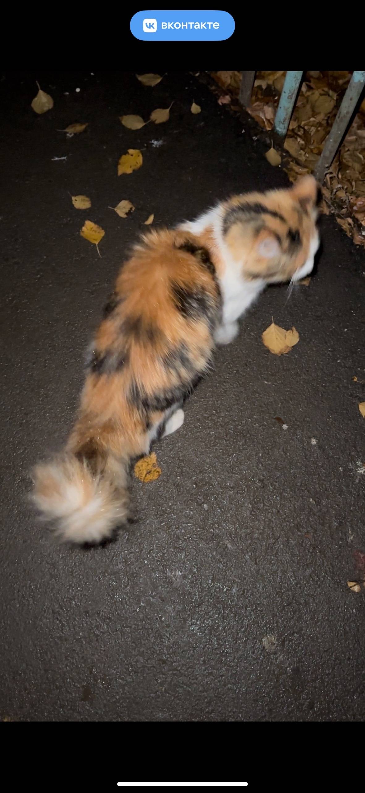 Пропала дворовая кошка. Жила в...