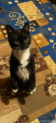 Пропал в селе Дубовом Кот возр...