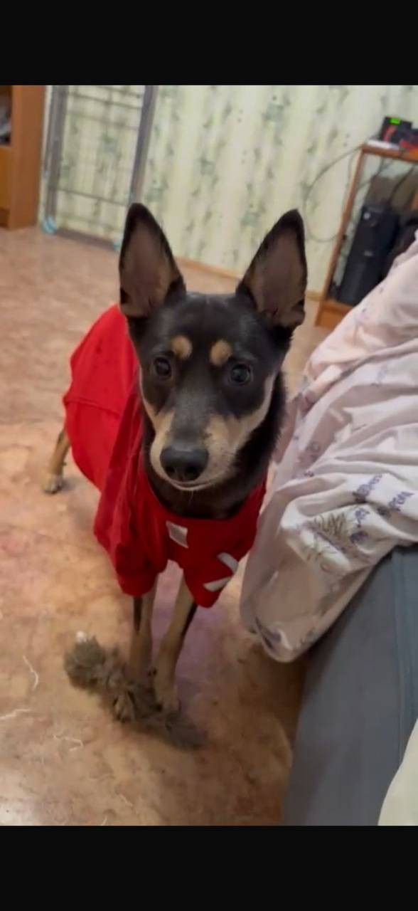 Пропала собака г.Зеленодольск зовут Арчи