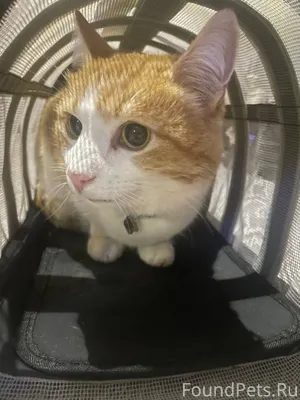 Найден кот с ошейником, на кар...