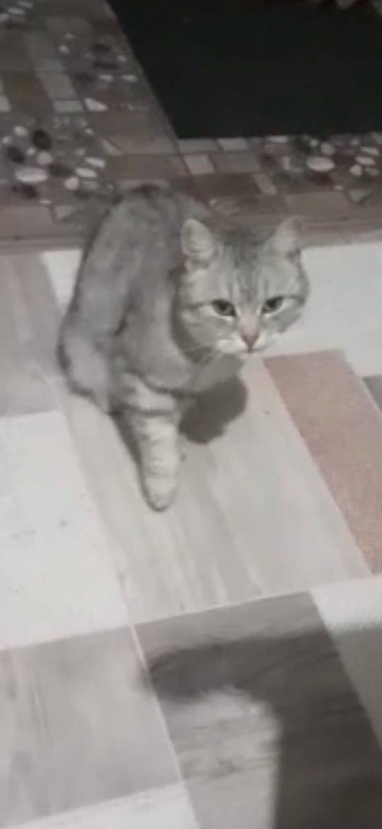 Пропала кошка 12.11.25, зовут....
