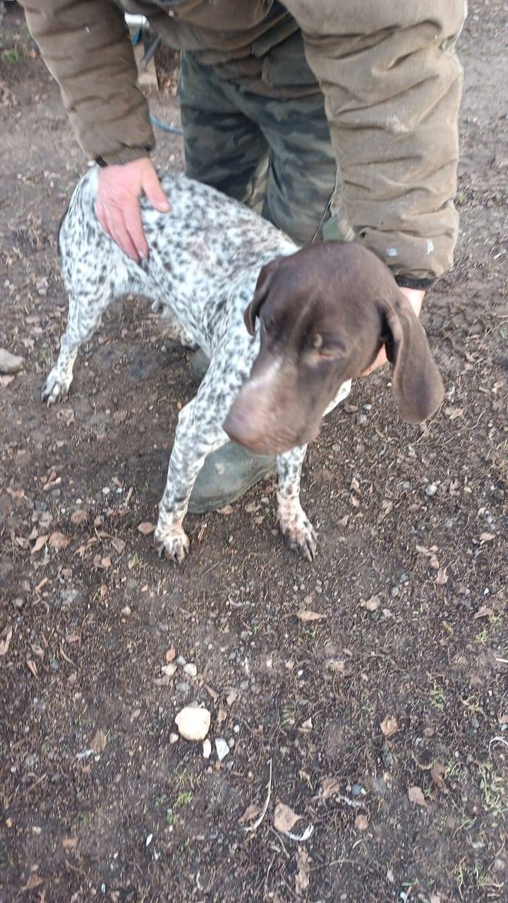 Найдена собака, курцхаар. В ра...