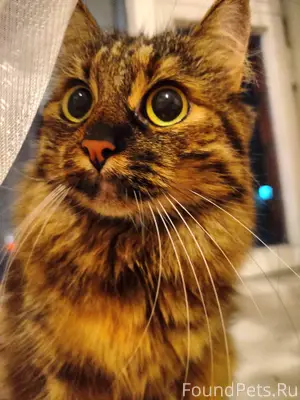 Пропала кошка 