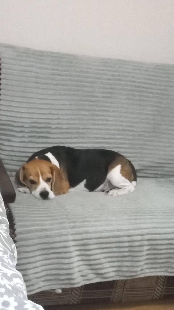 Пропала собака бигаль девочка....