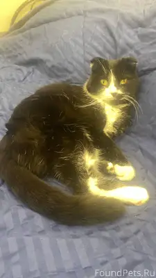 Пропала кошка Ушла в районе ул...