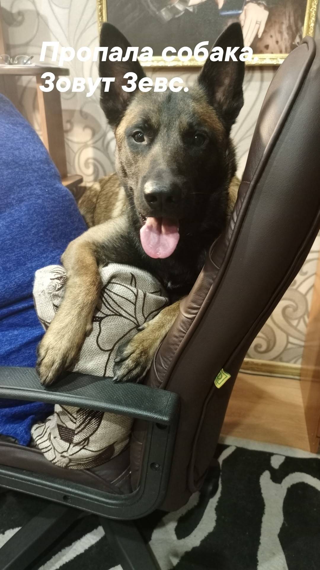 Пропала собака породы Малинуа....