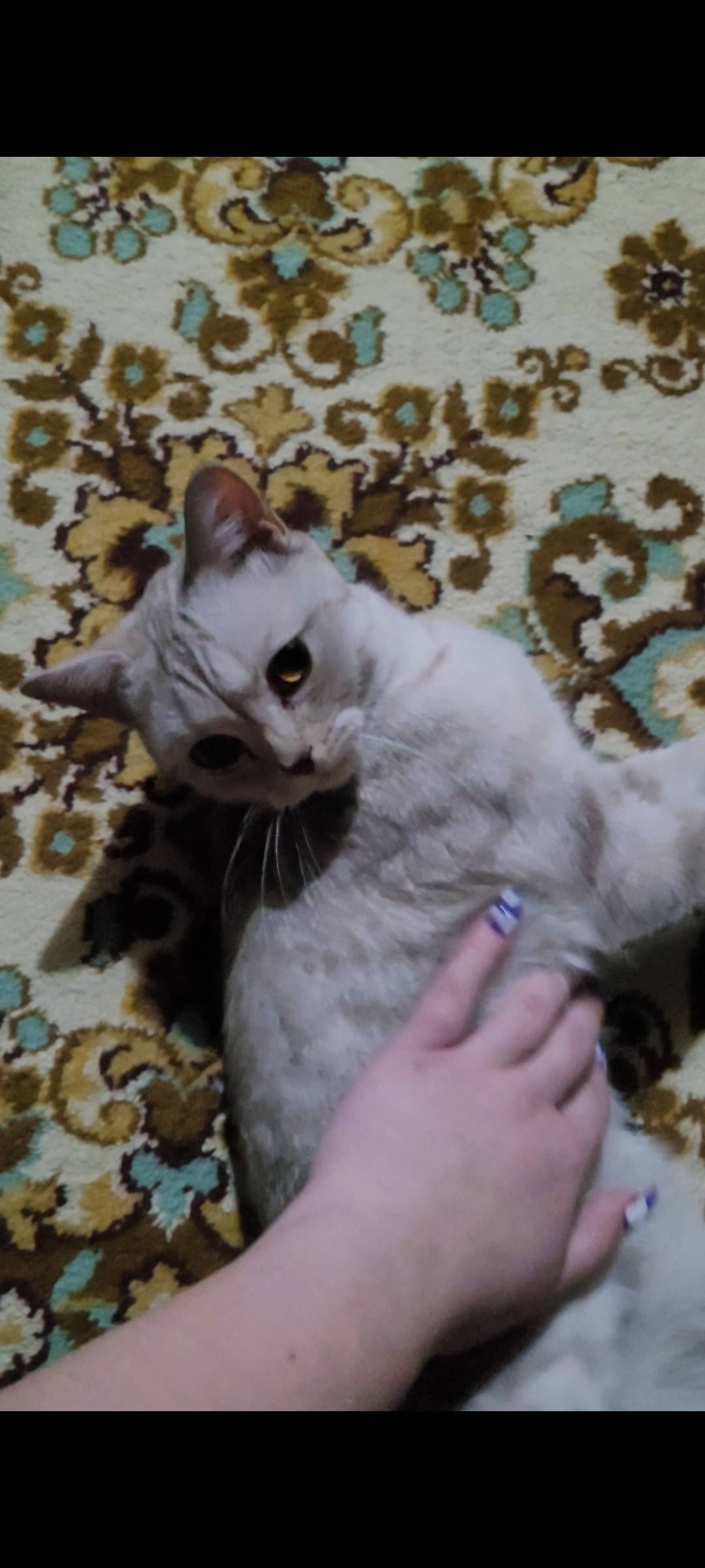 ПОМОГИТЕ НАЙТИ КОШКУ❗️ Ясная П...