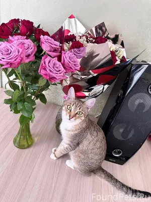 Здравствуйте! Пропала кошка! (...