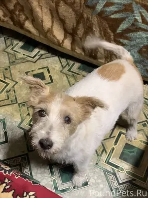 Потерялась собака 15.11.25, по...