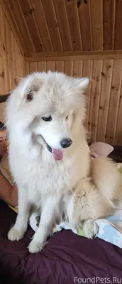 Потерялась собака по кличке Чи...