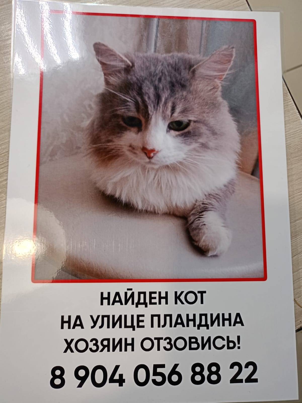 Найден кот на улице Пландина. ...