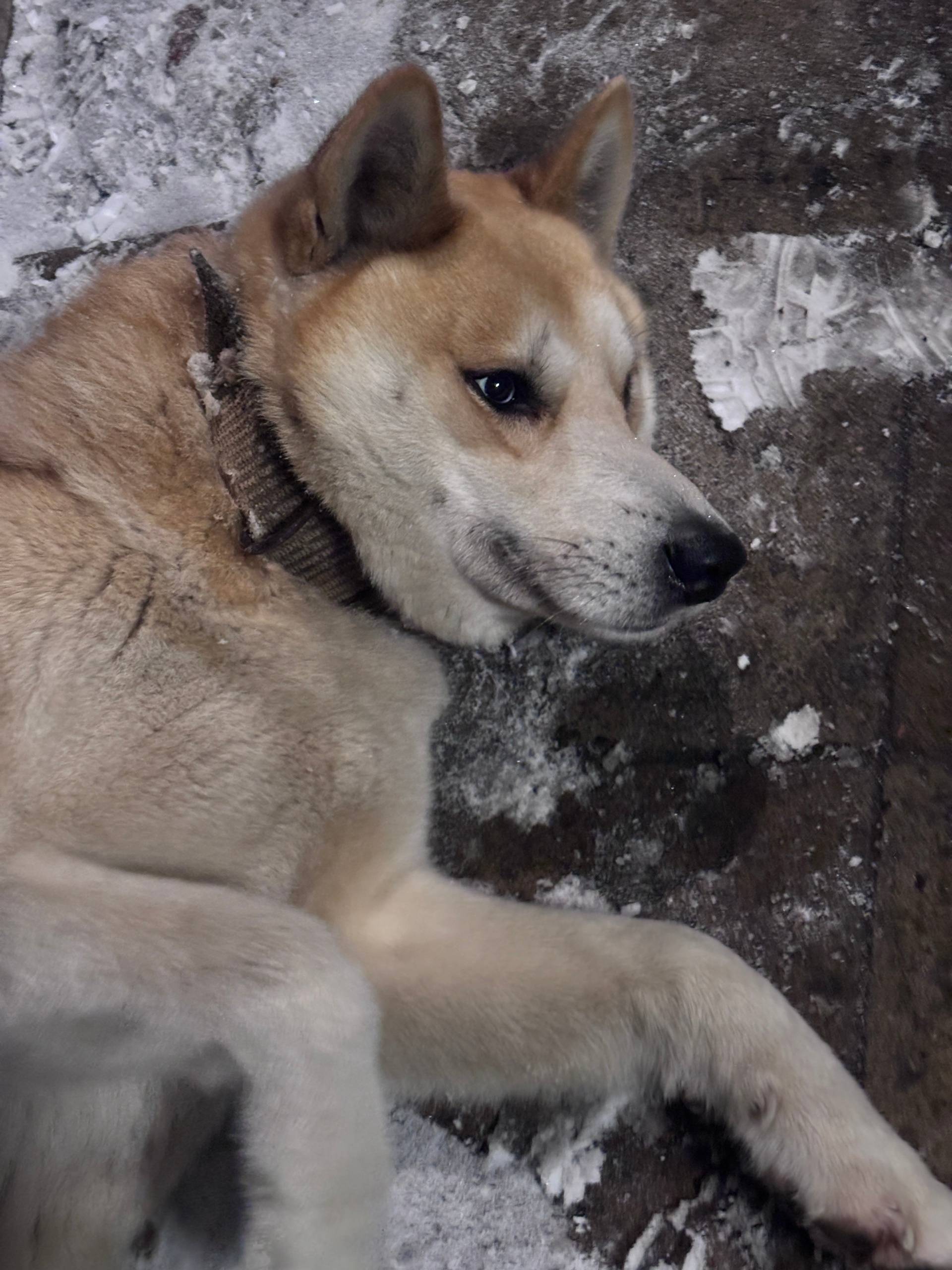 Ищем хозяина! Кабель, вероятно...