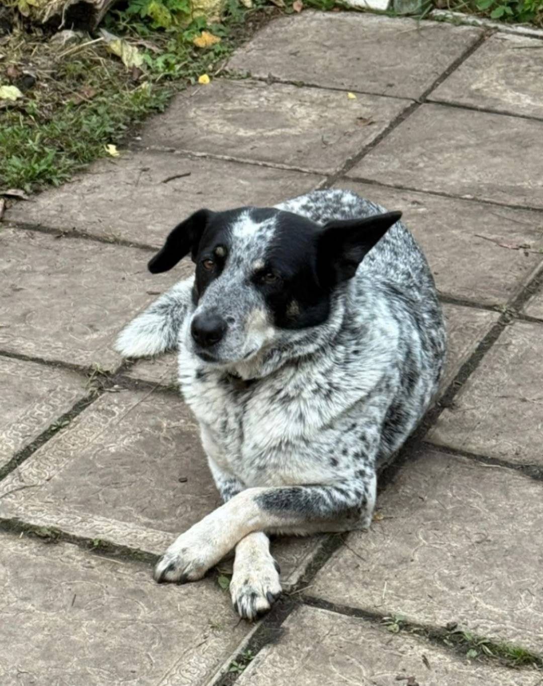 Переславль!!! Пропала собака, ...