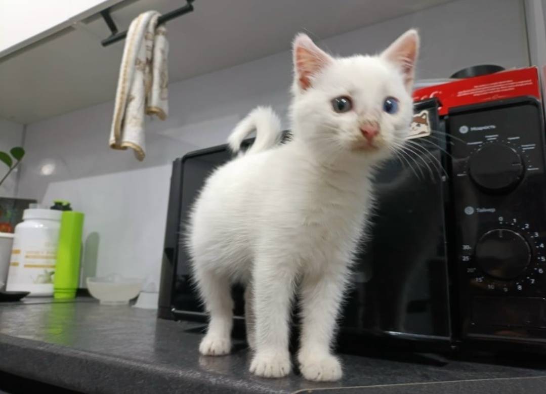 Котёнок мальчик ориентировочно...