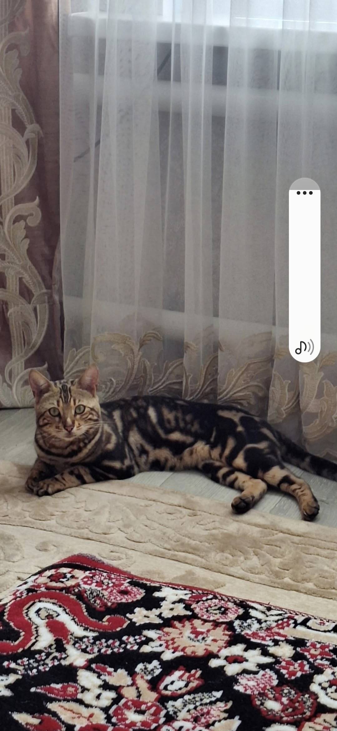 Пропал кот бенгальской породы ...