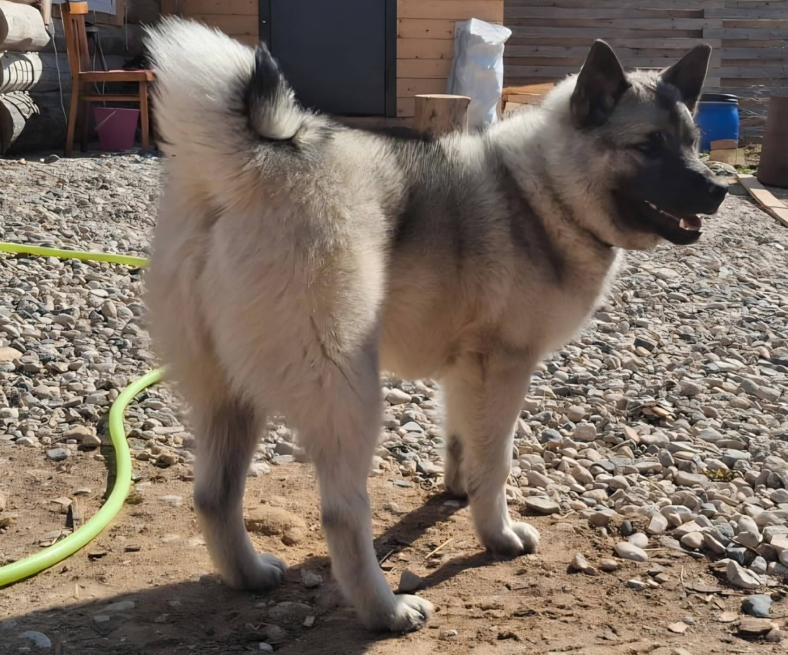 Пропала собака! с.Федово, если...