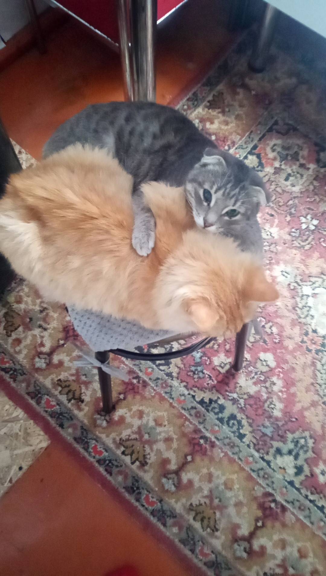 В БЕЛЯЕВКЕ!!!!! потерялся серы...