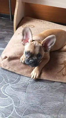Потерялся щенок французский бу...