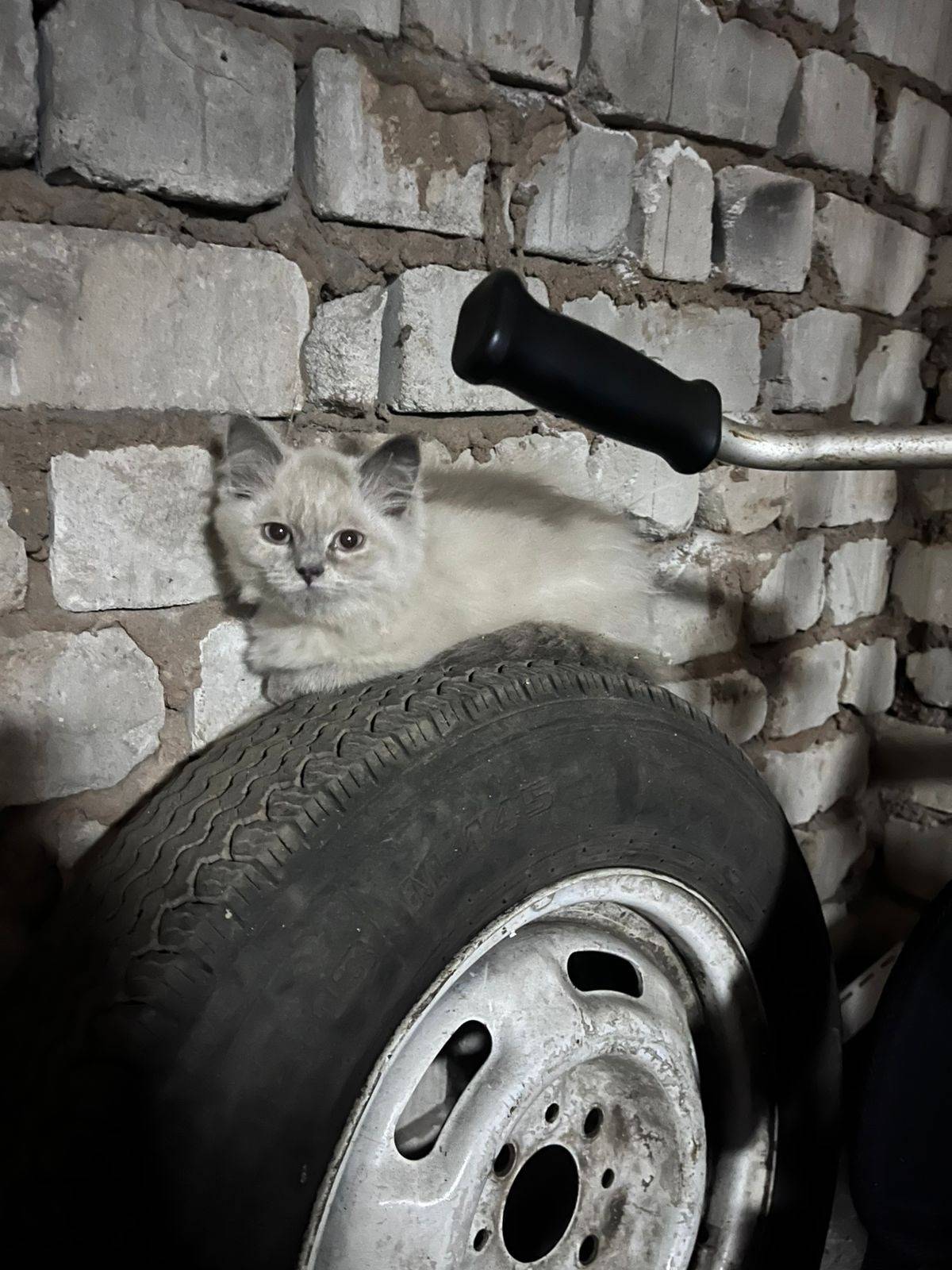 Найден котенок с ошейником, на...