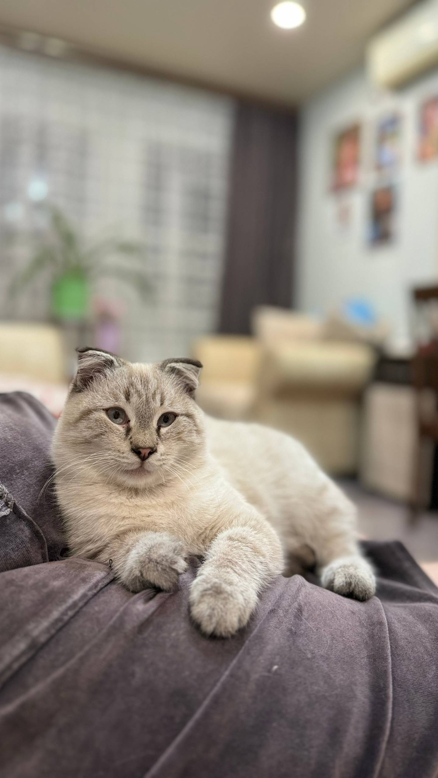 Пропал кот в районе вокзала По...