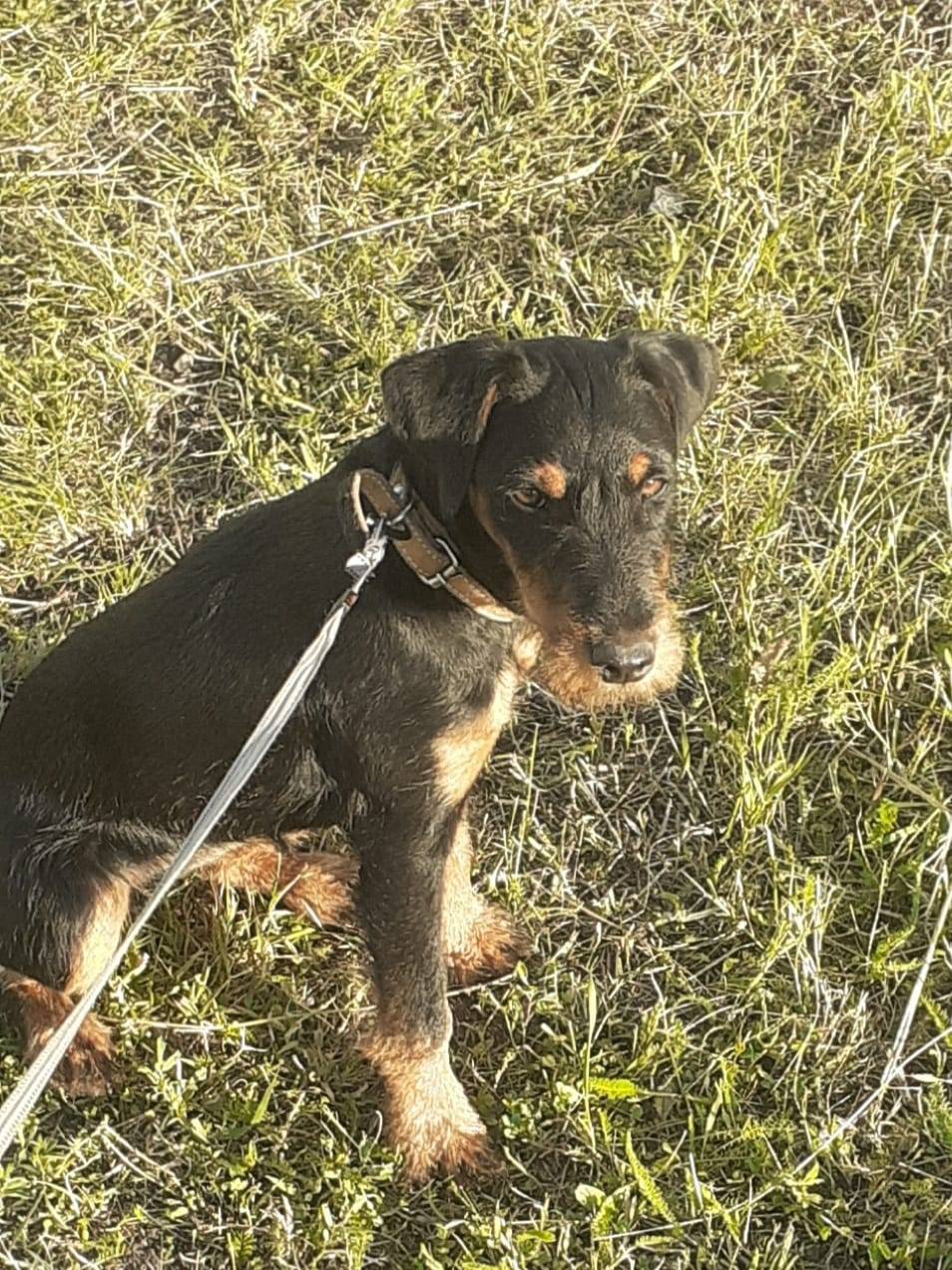 Пропала собака Ягдтерьер по кл...