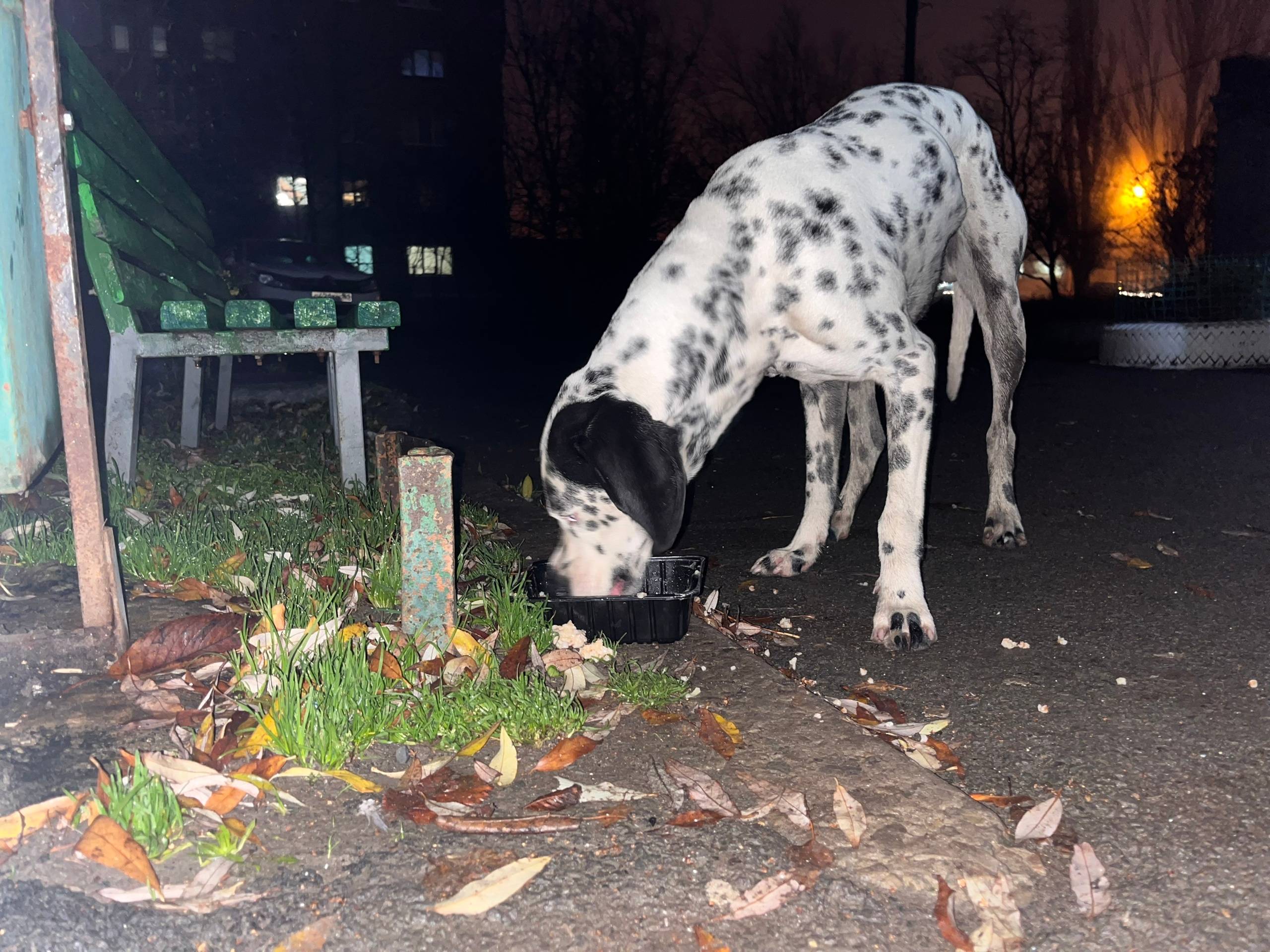 Найдена собака. ‼️‼️ Новая Сок...