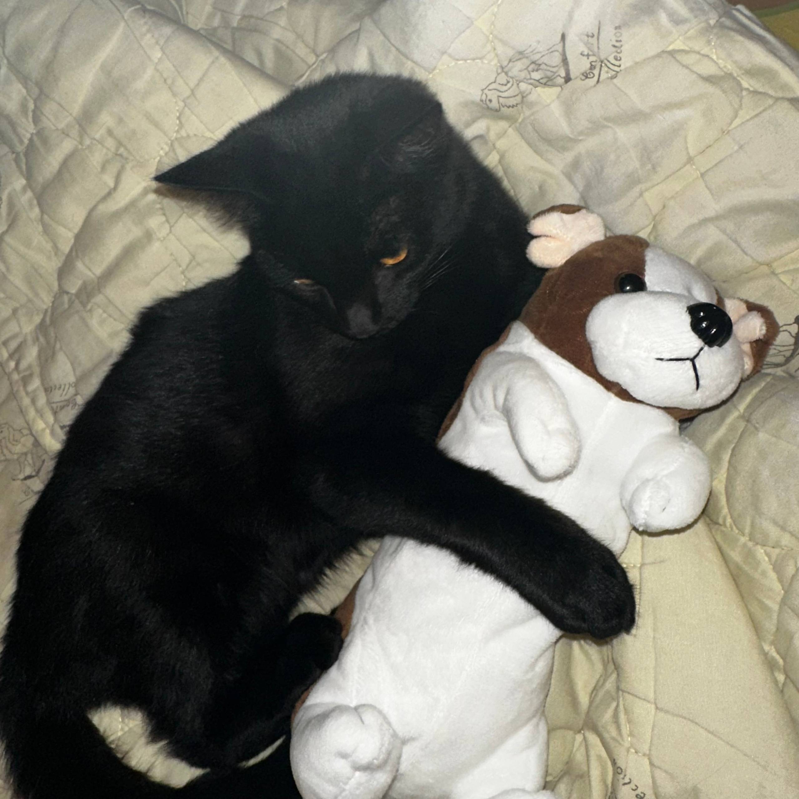 Пропал черный кот 14-15 ноября...