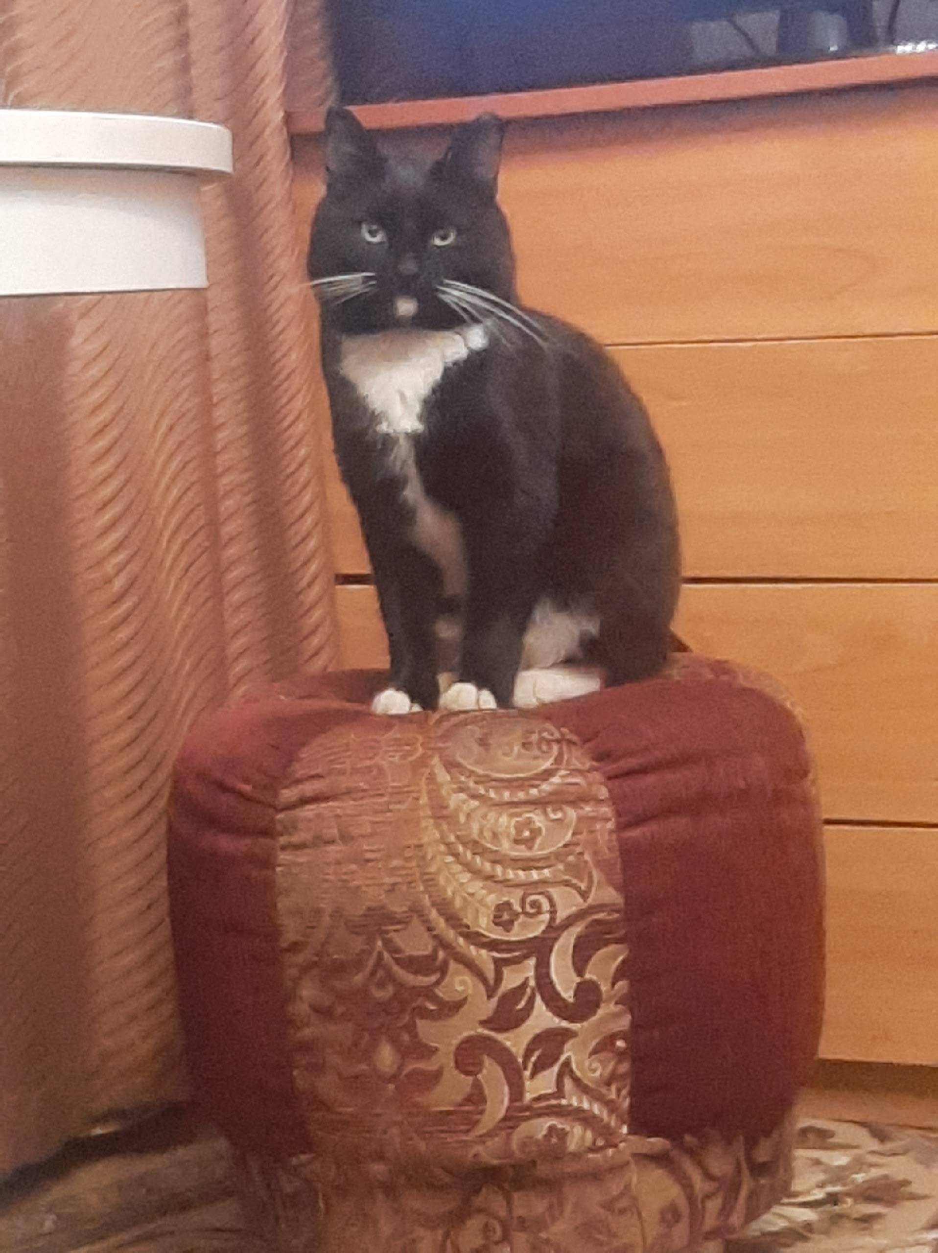 Пропал кот. Район Фубры. Зовут...