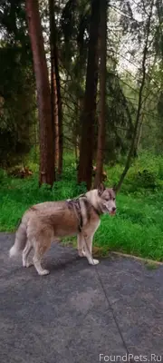 Сбежала собака, территориально...