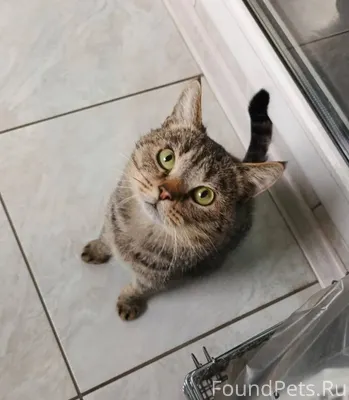 Кот Томас был найден на улице....