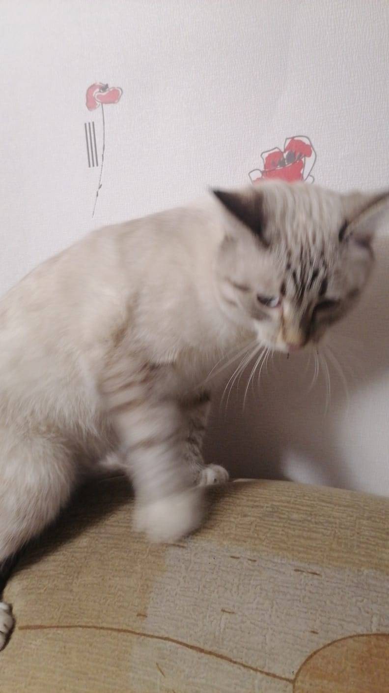 Пропал кот . станция ул Чкалов...