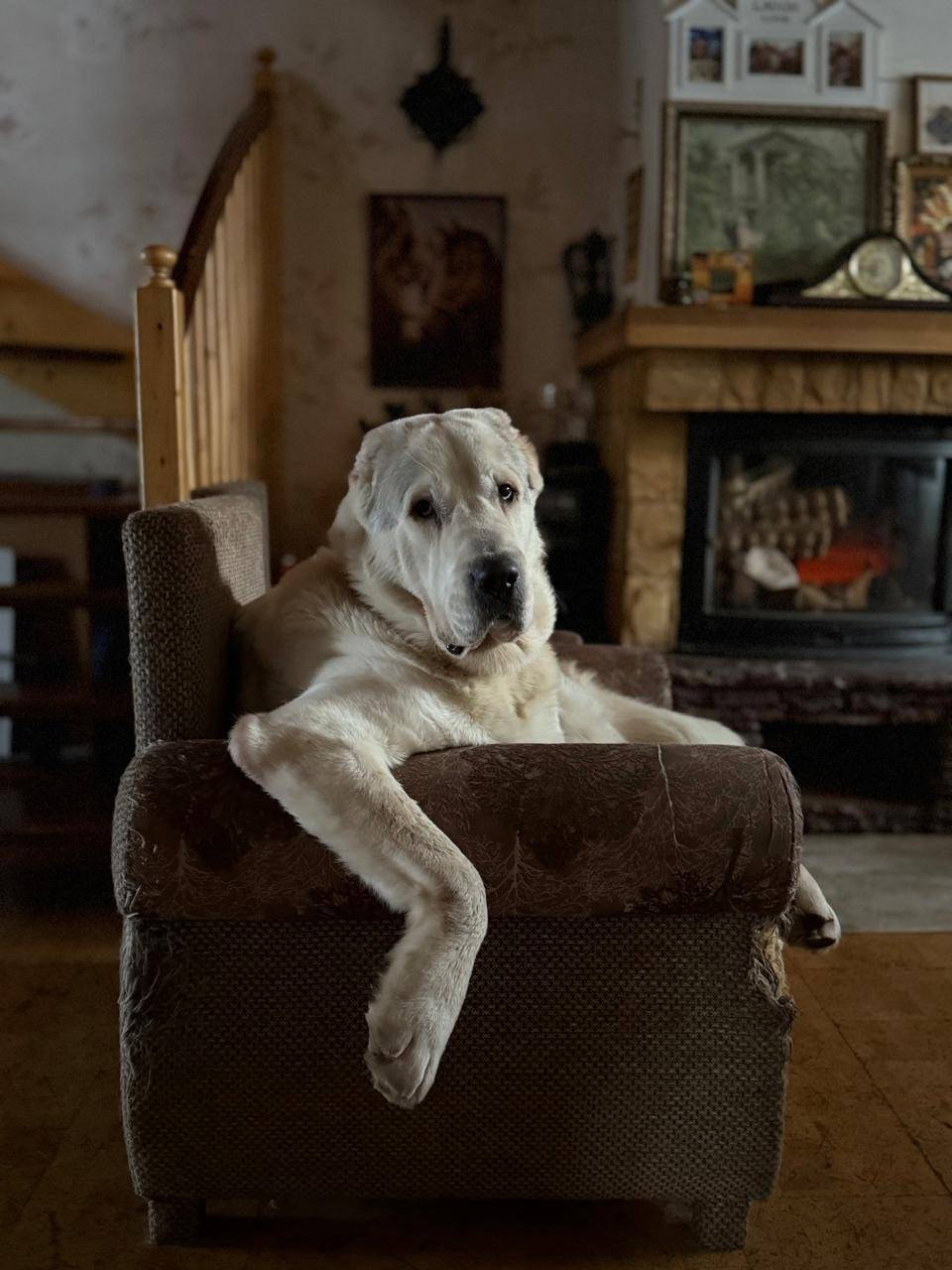 Сбежала собака, помогите пожал...