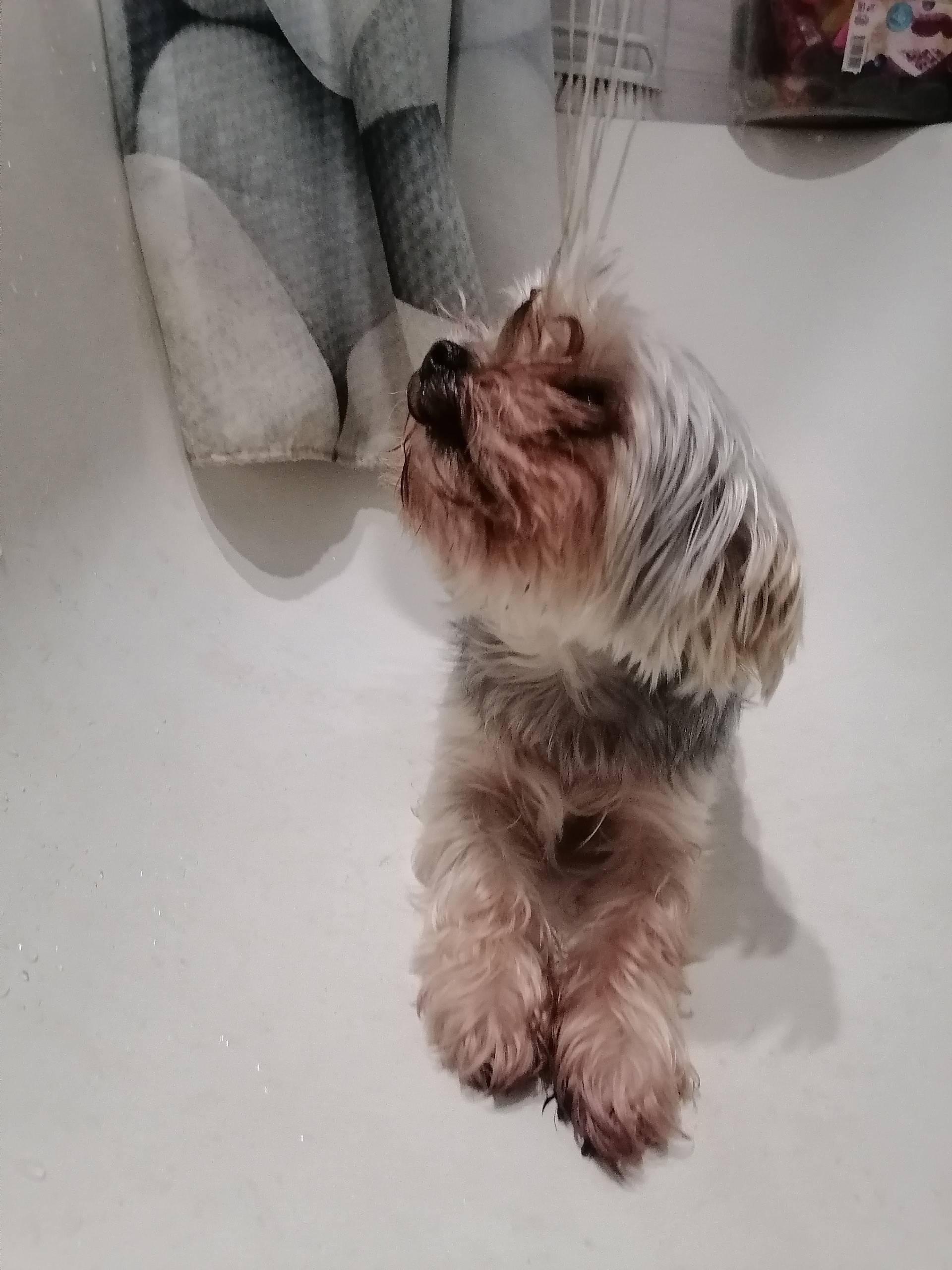 Чья собака потерялась? Бегала ...