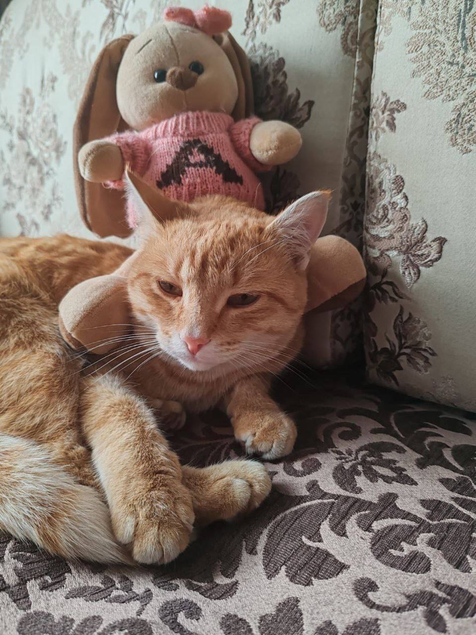 😕Пропал кот(1.5года)в районе.....