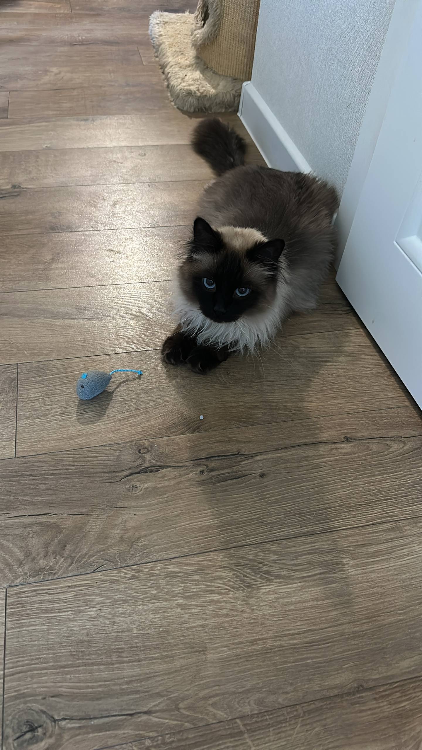 Пропал кот Убежал в г. Раменск...