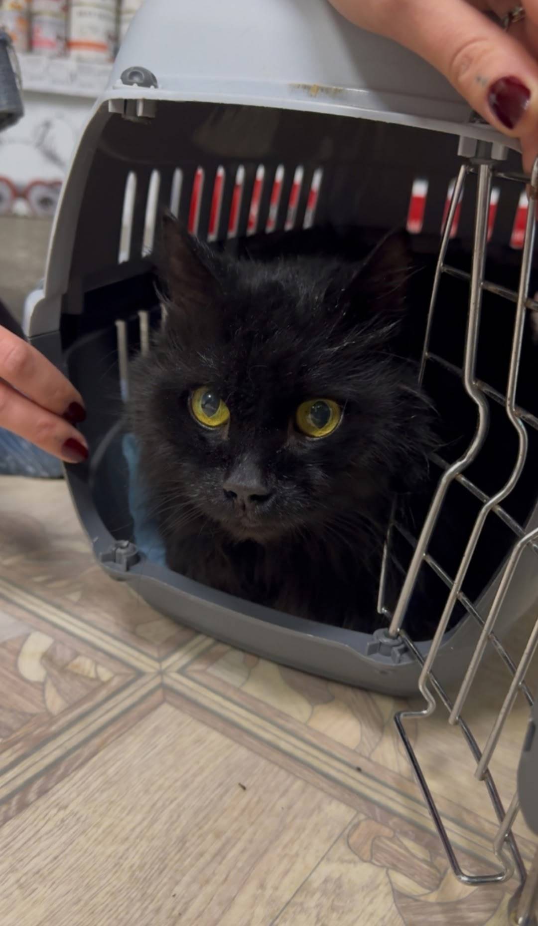 Найден кот по адресу Ломоносов...