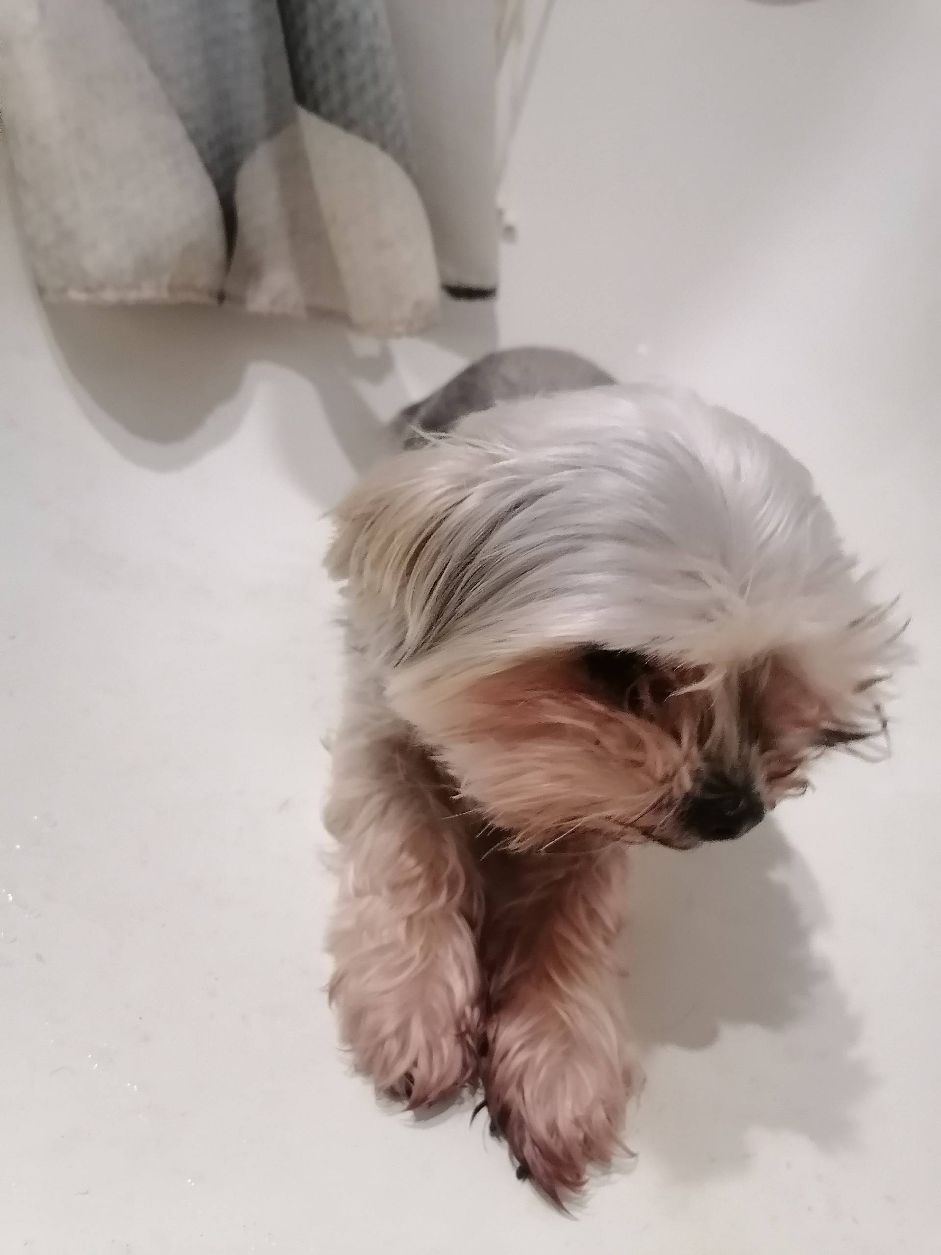 НАЙДЕНА СОБАКА!!! ===-===-===-...