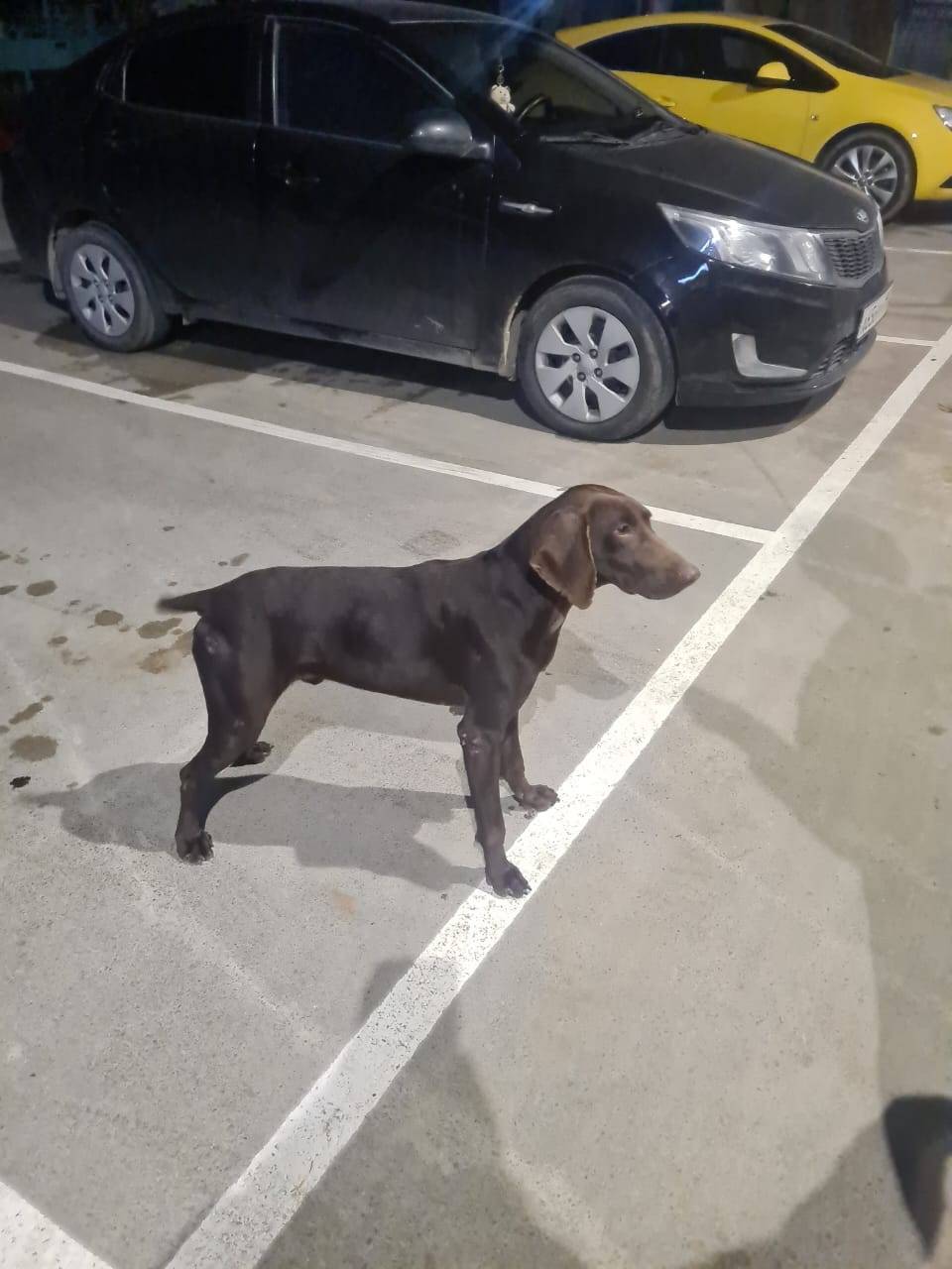 Здравствуйте потерялась собака...