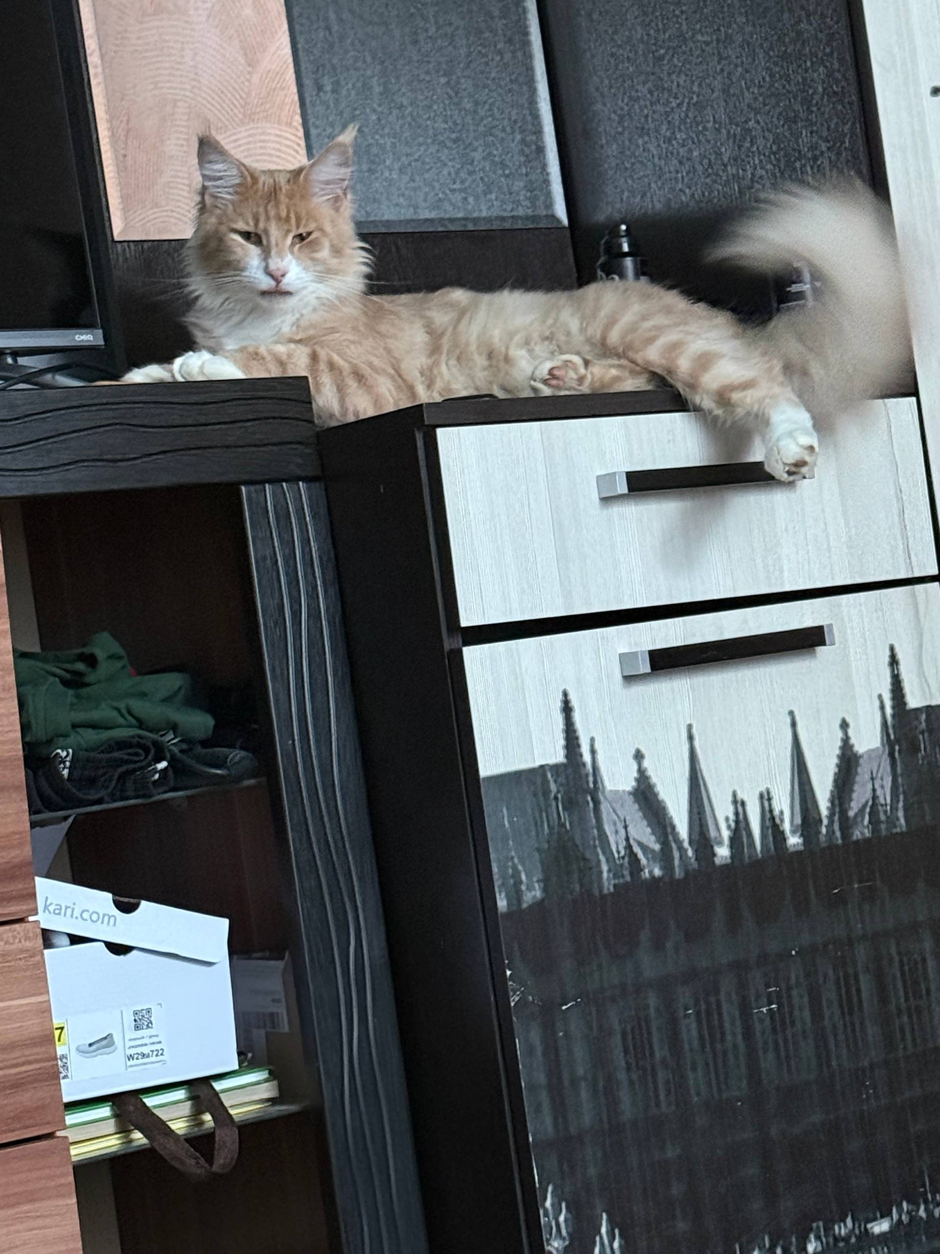 Пропал кот ,в районе ул,Армави...