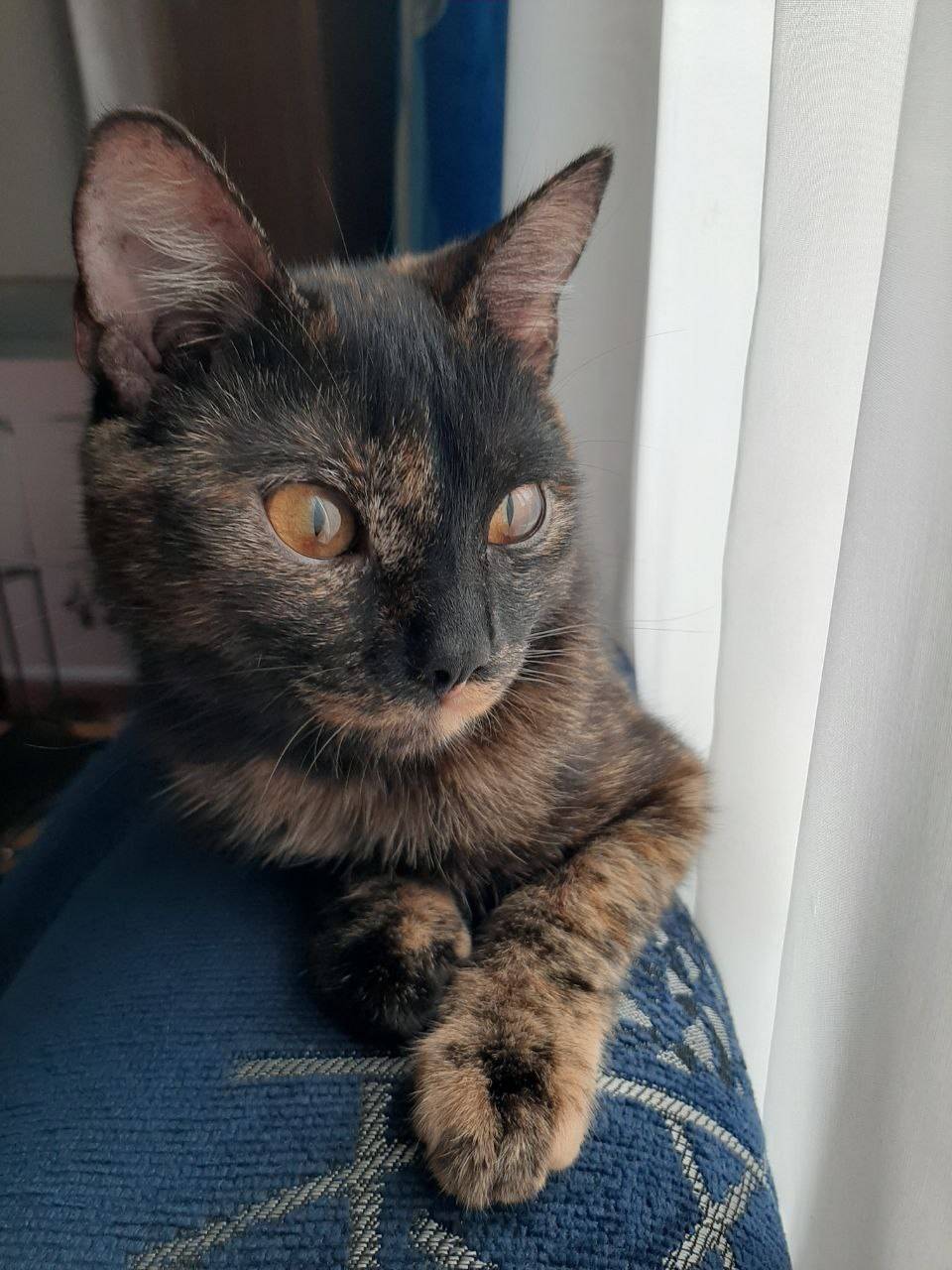 Пропала кошка по кличке Юта по...