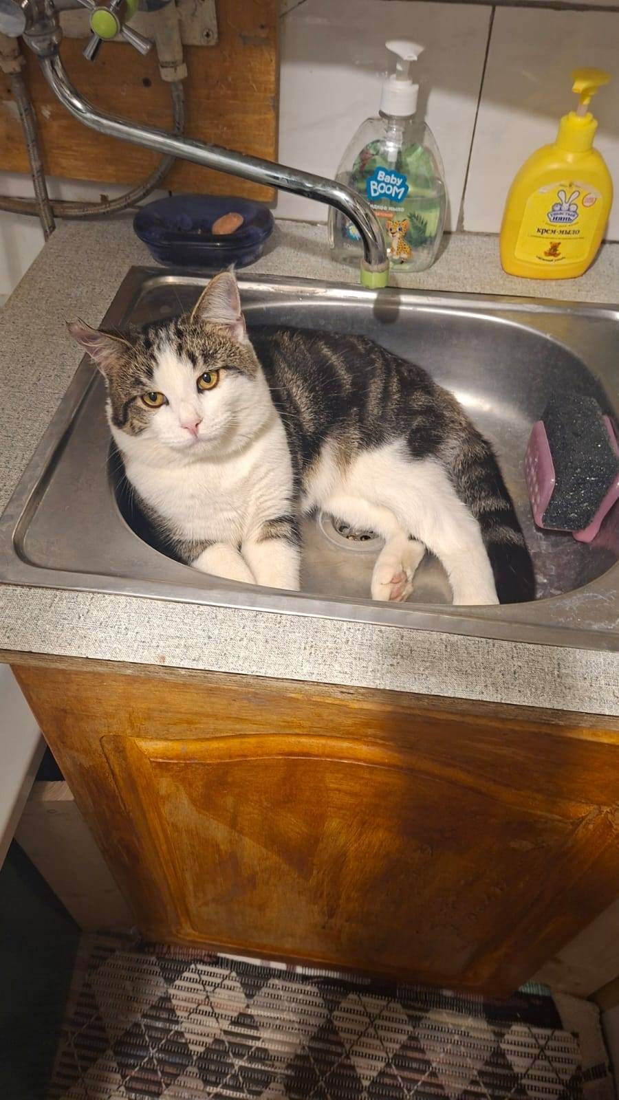 Всем привет вчера пропал котен...