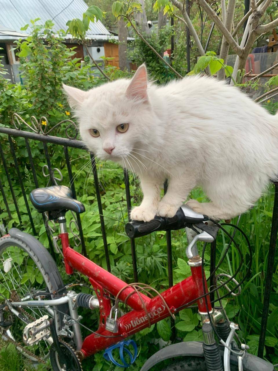 Пропал белый кот 🐈‍⬛, хвост че...