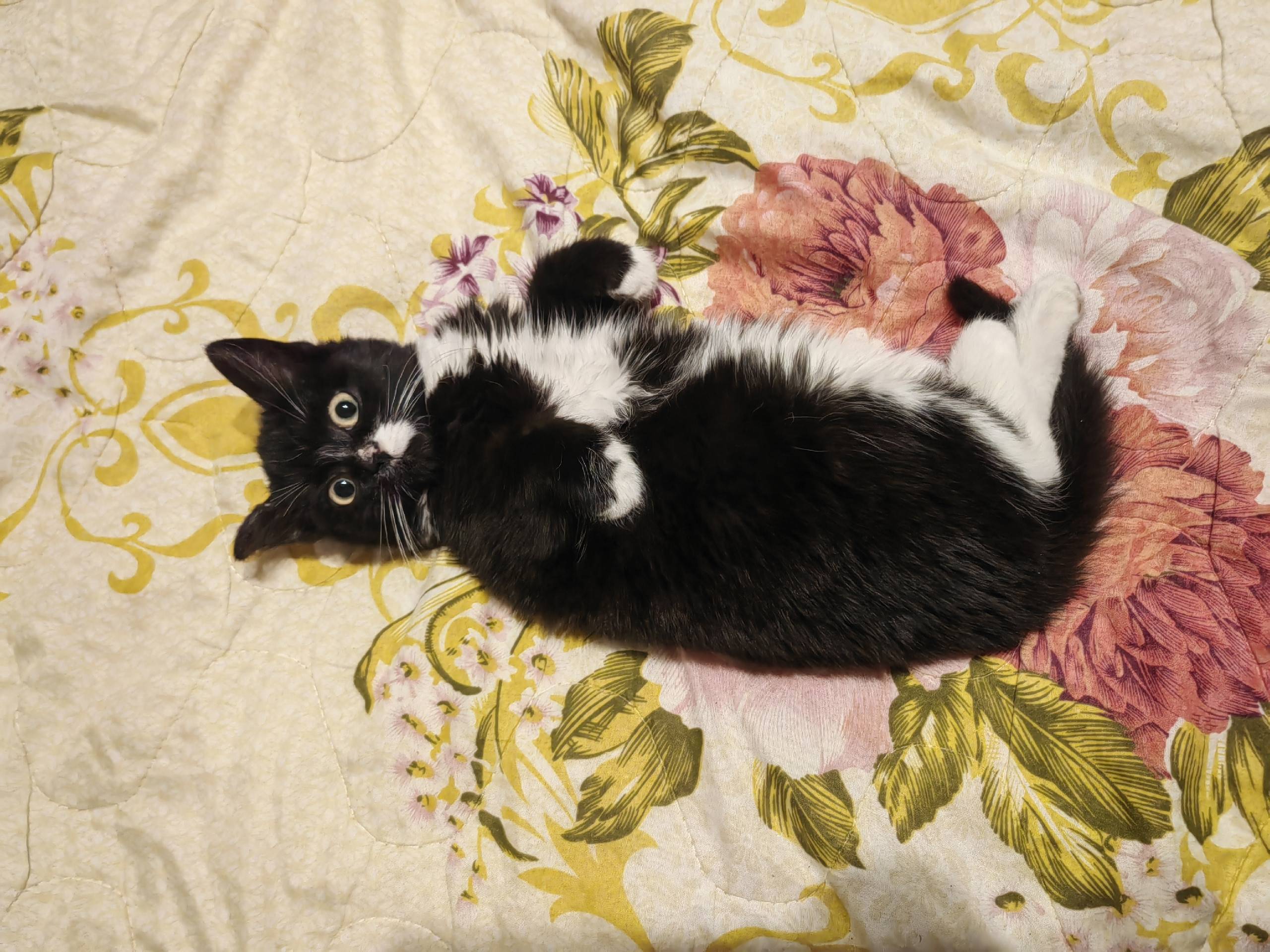 Найден котёнок на катюшино пол...